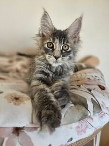 Young tabby kitten sitting on a floral couch cushion, looking at the camera