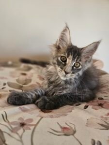 Gray tabby kitten resting on a floral blanket, looking curiously at the camera with amber eyes.