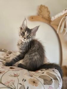 Gray kitten with amber eyes sitting on a floral bedspread, head tilted playfully toward the camera on a bed.