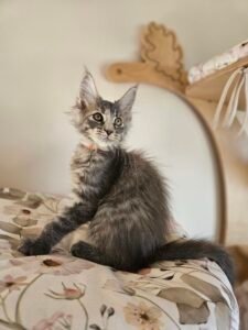 Gray fluffy tabby kitten sitting upright on a floral bedspread, with a wooden headboard in the background.