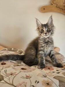 Young gray tabby kitten sitting on a floral blanket, indoors, with a wooden decor piece in the background.