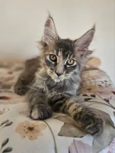 Curious gray tabby kitten with bright eyes lying on a floral bedspread.