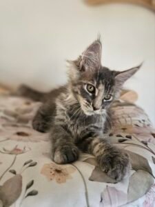 Gray kitten lounging on a floral bedspread, facing the camera with curious eyes.
