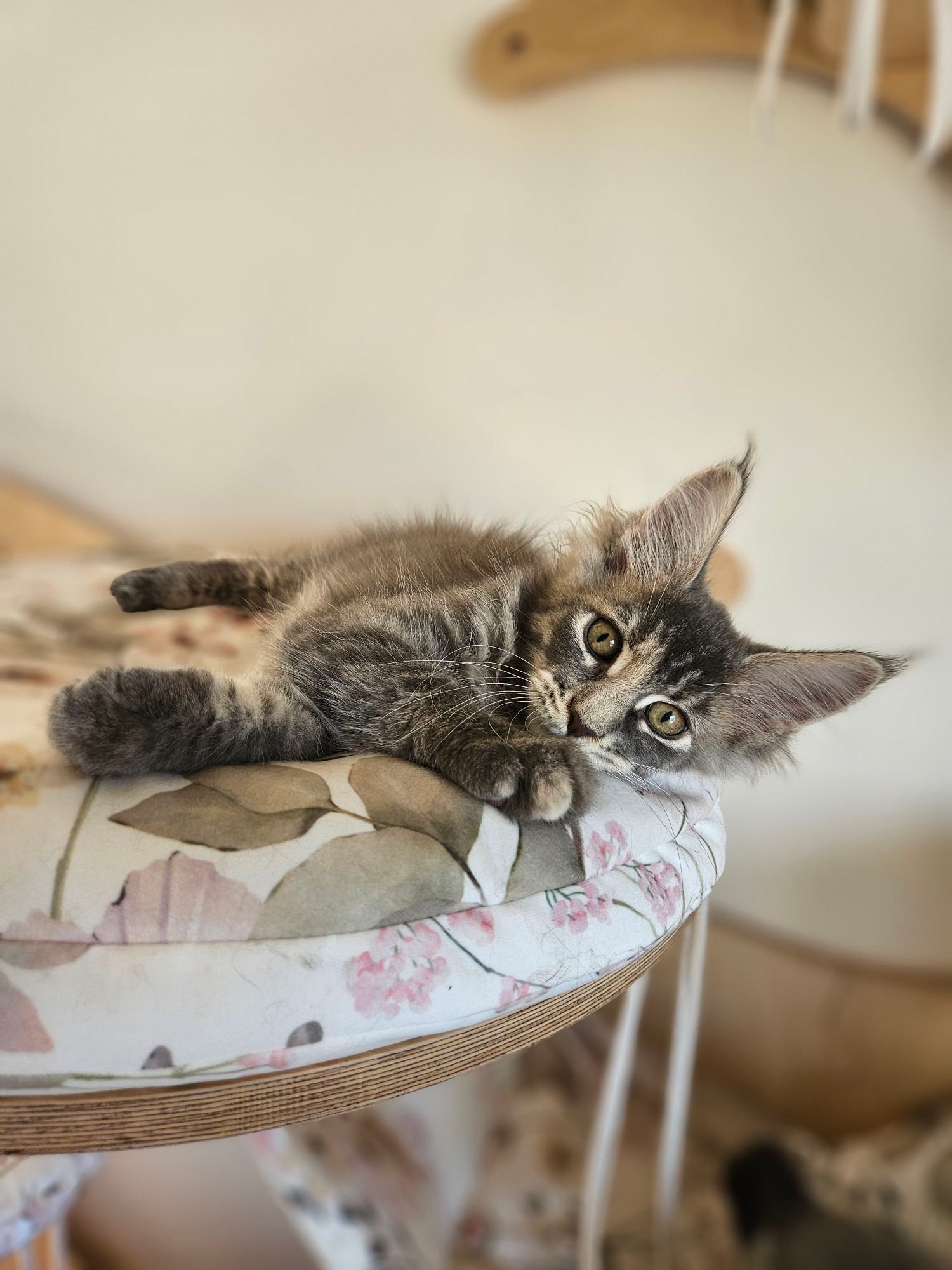 Gray tabby kitten lying on a floral cushion atop a round wicker table, looking at the camera.